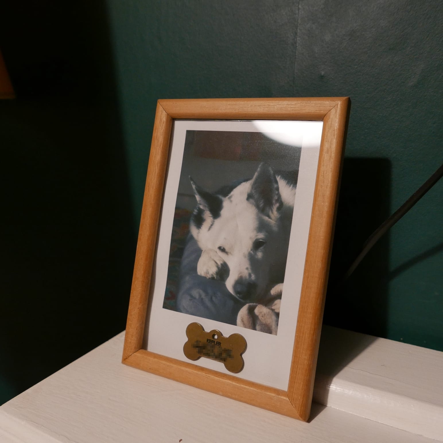 A photo of a framed picture of a dog, with a brass dog tag sitting behind the class of the frame